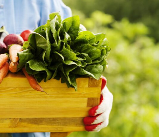 No cultivators or chemicals. The operation of the Dallas Half Acre Farm