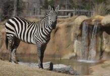 History of the Dallas Zoo