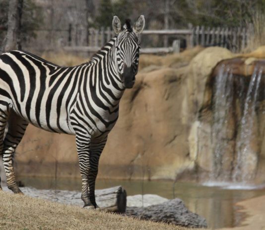 History of the Dallas Zoo