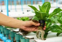 Growing plants without soil. The operation of Dallas Urban Farms