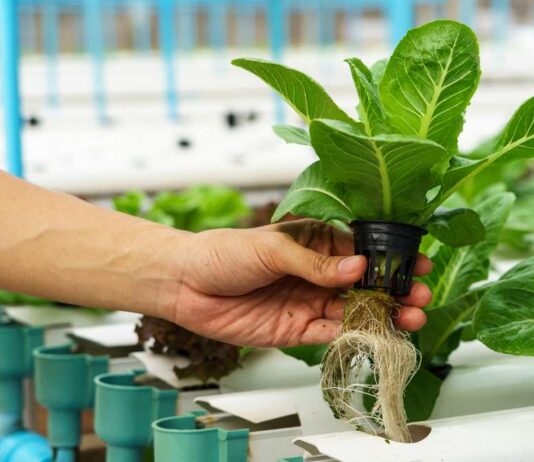 Выращивание растений без почвы: как работает ферма Dallas Urban Farms