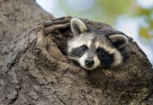 Wild animals in Dallas: unusual inhabitants of the city