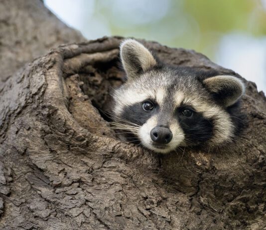 Wild animals in Dallas: unusual inhabitants of the city