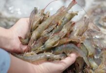 NaturalShrimp: Shrimp Farm of Dallas