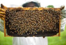 Secrets of Dallas Beekeepers