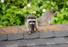 Raccoons in Dallas