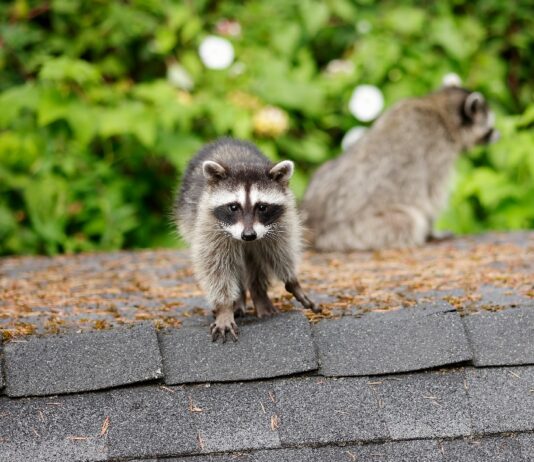 Raccoons in Dallas