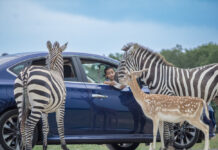 Texas Zoofari Park: One of the Largest Safari Parks in Texas