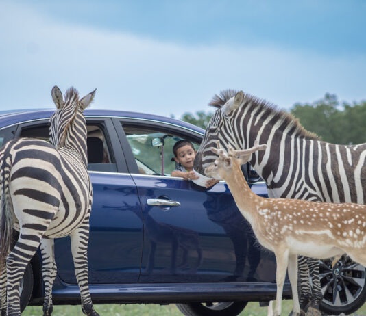 Texas Zoofari Park: один из самых больших сафари-парков в Техасе