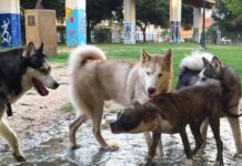 Dog Walking Areas in Dallas