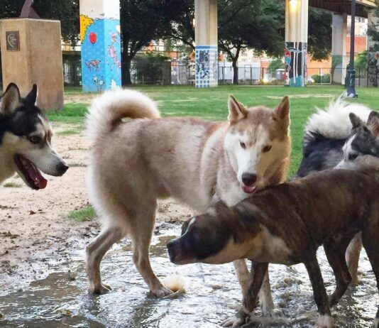 Dog Walking Areas in Dallas