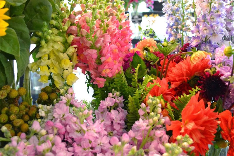 Dr Delphinium Designs & Events